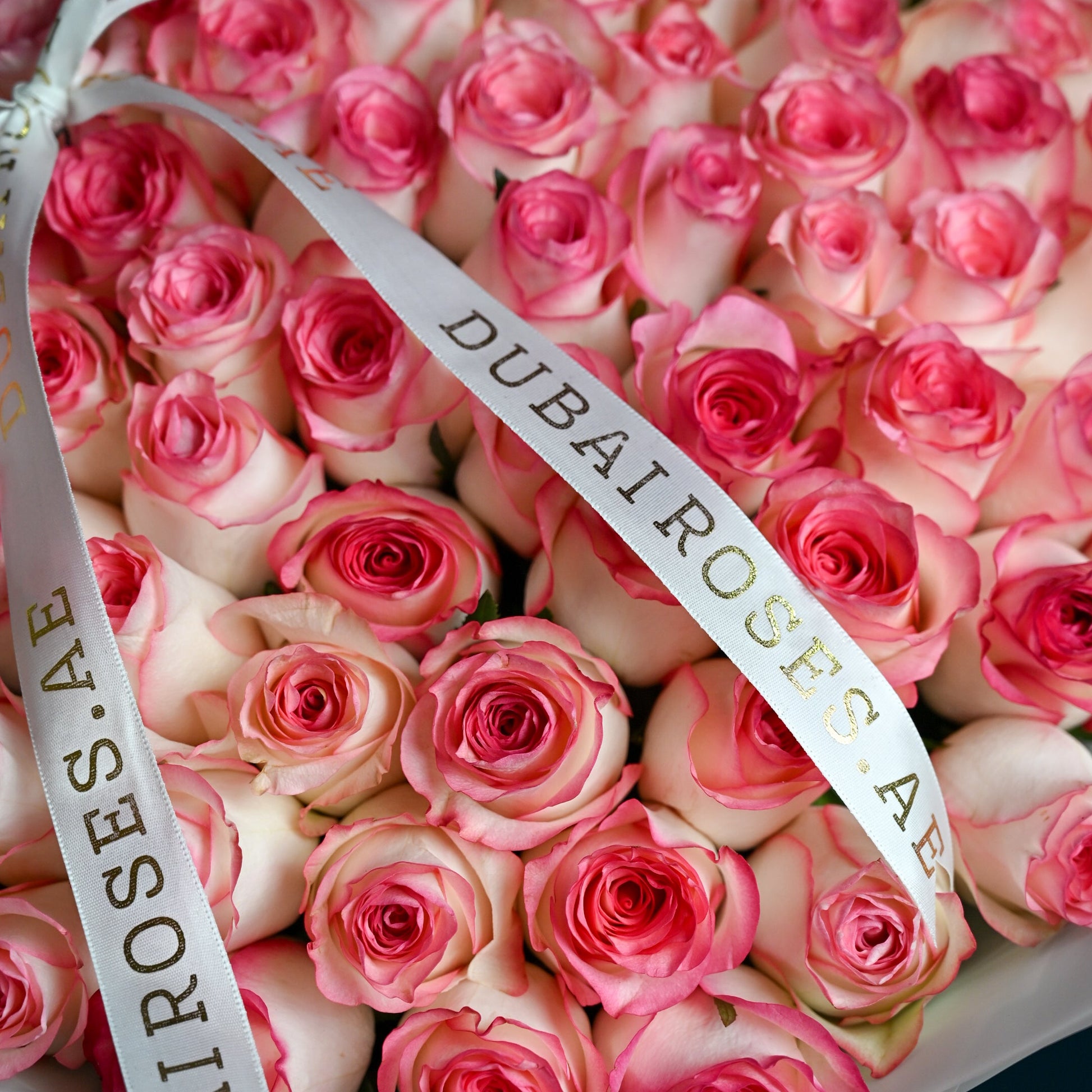 dubairoses
