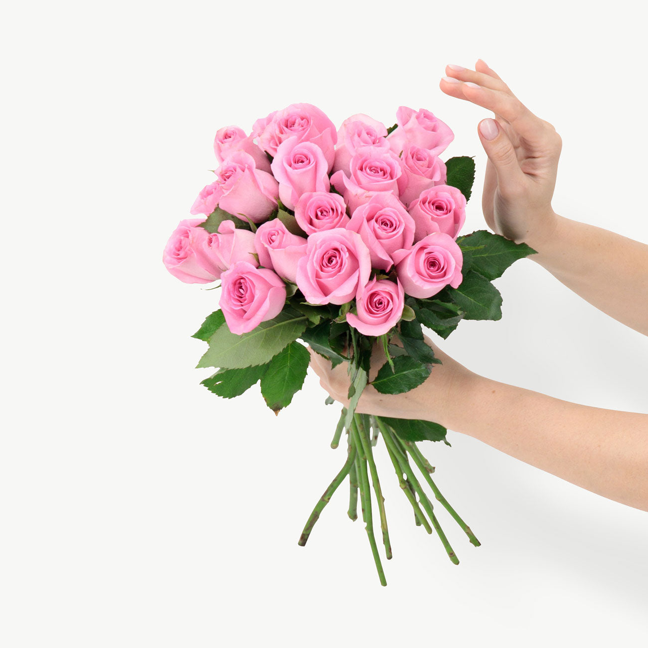 Pink Revival Roses