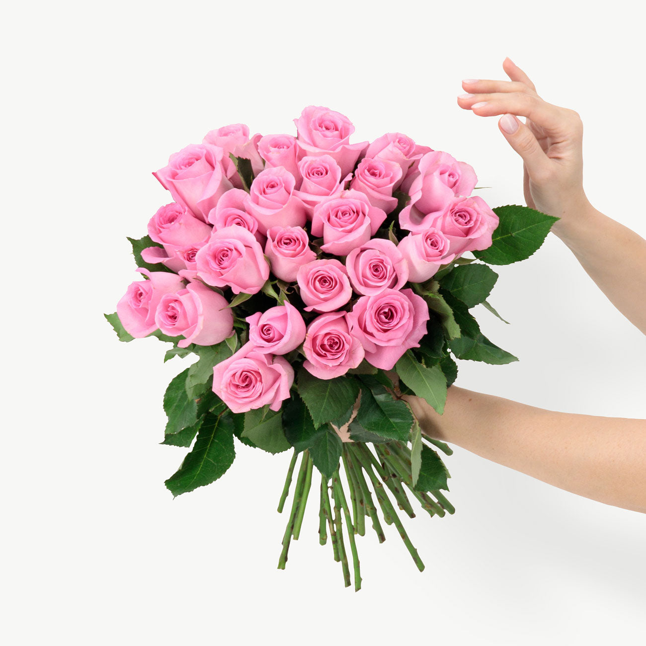 Pink Revival Roses