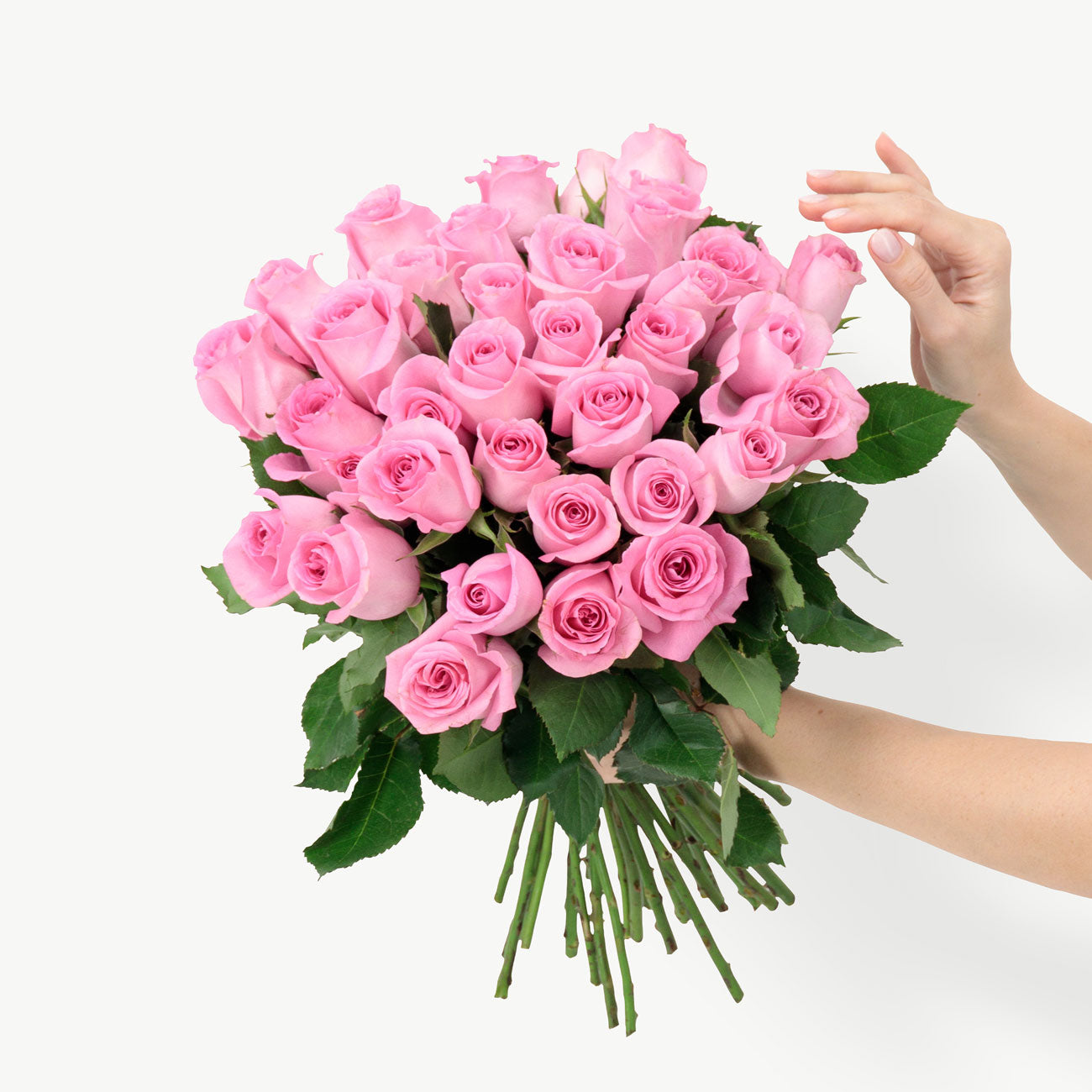 dubairoses
