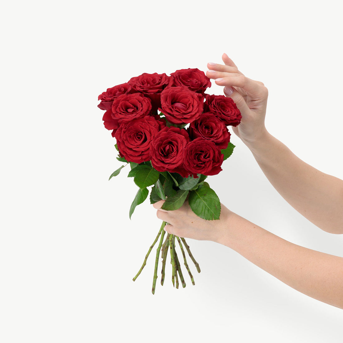 Red Roses  Upperclass