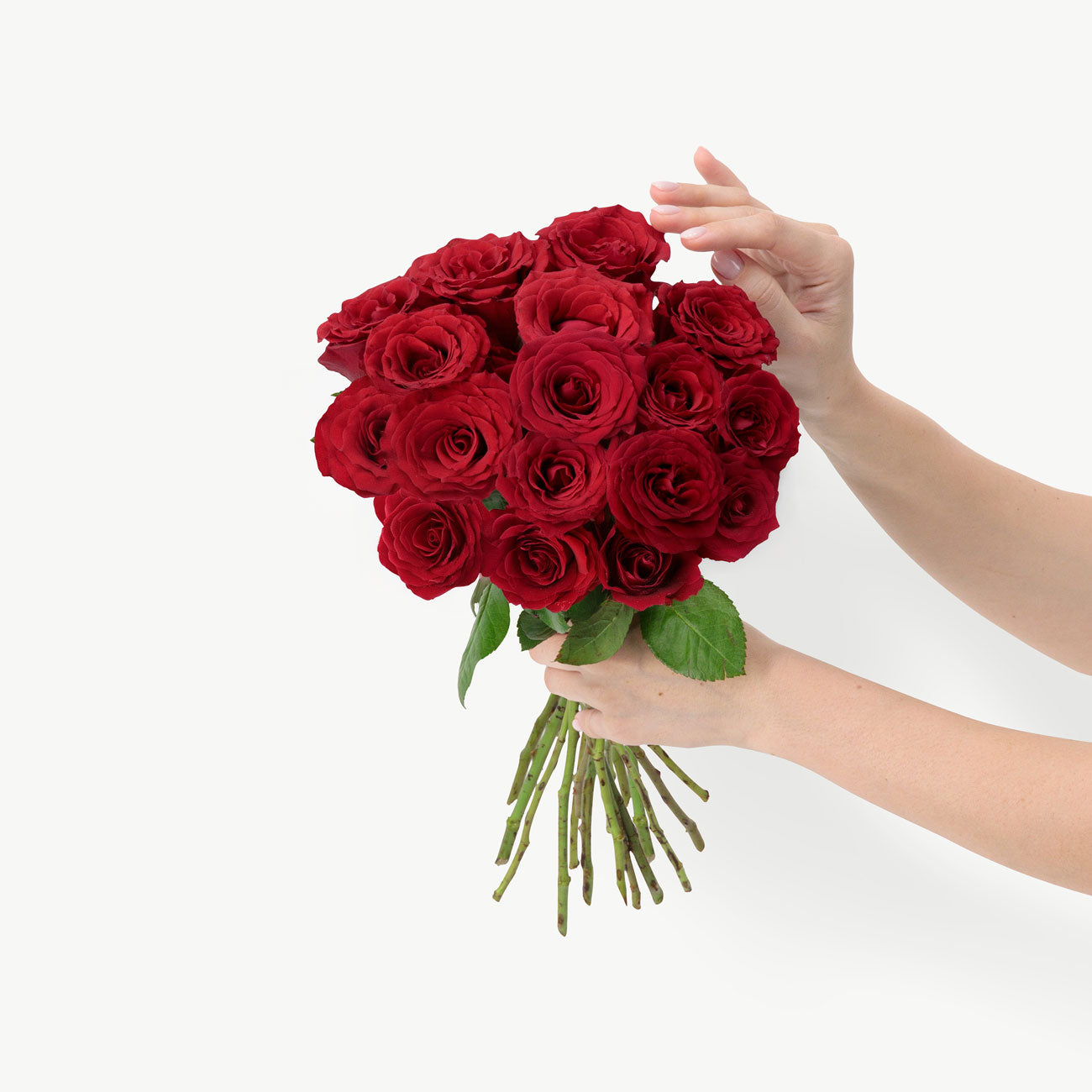 dubairoses