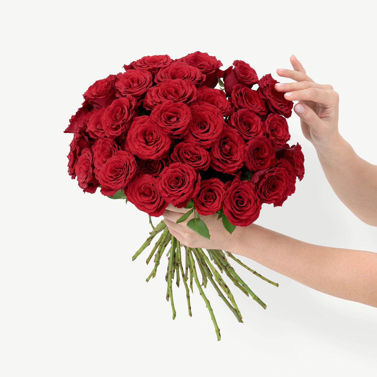 dubairoses