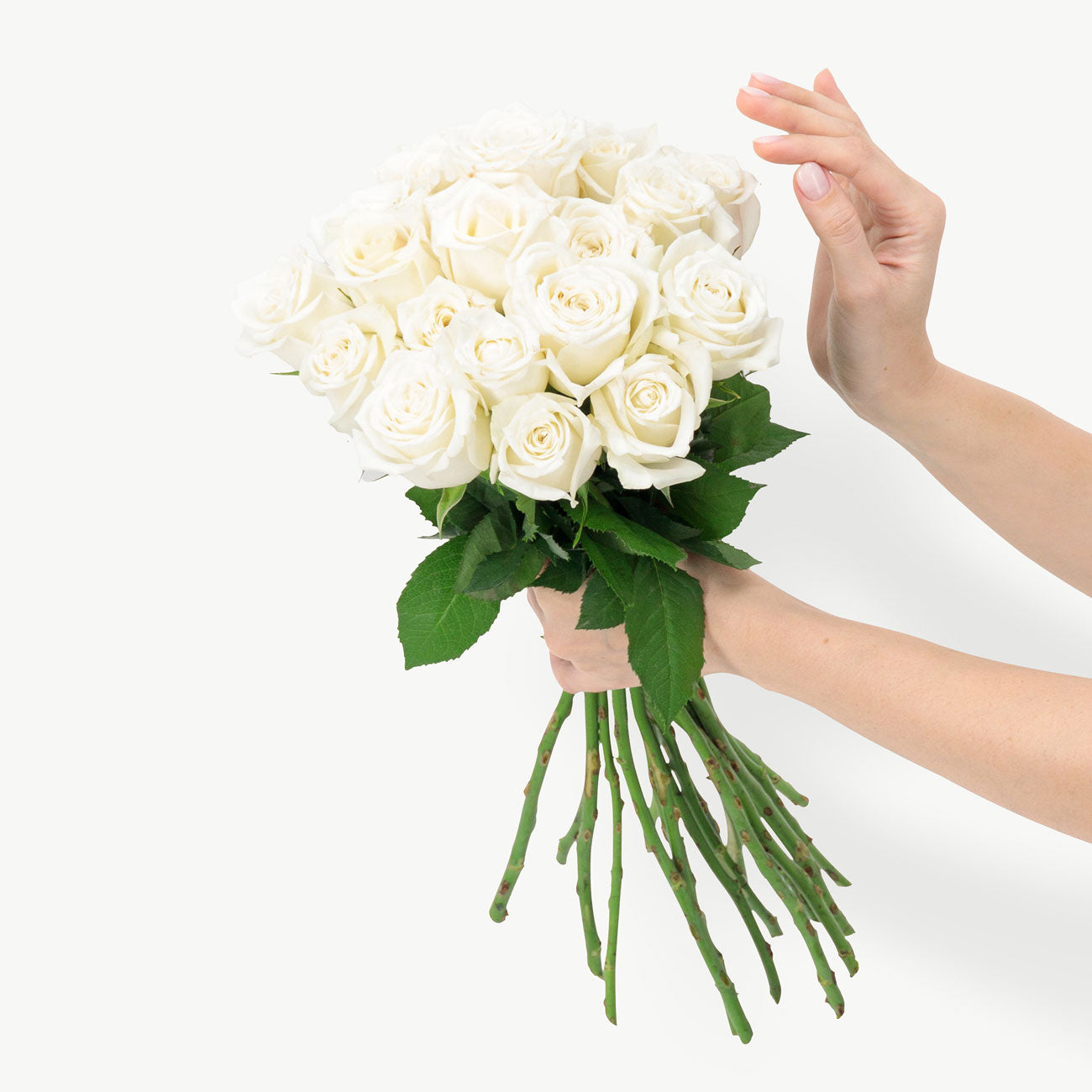 Polar White Roses