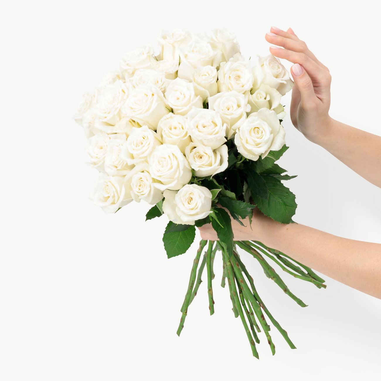 dubairoses