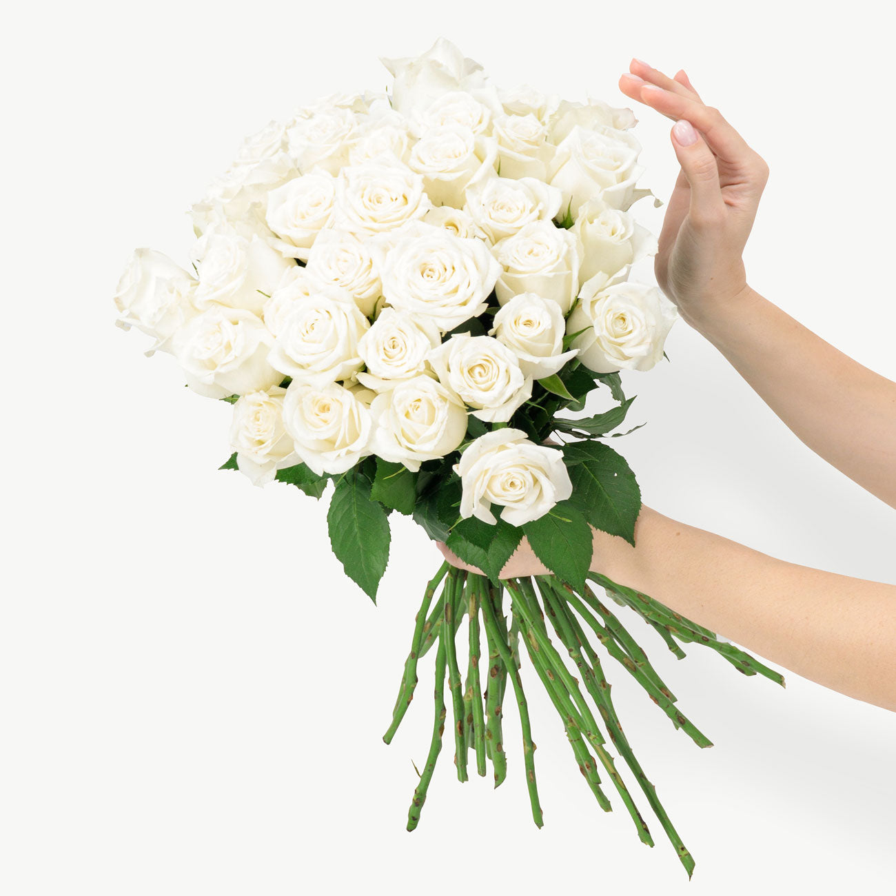 Polar White Roses