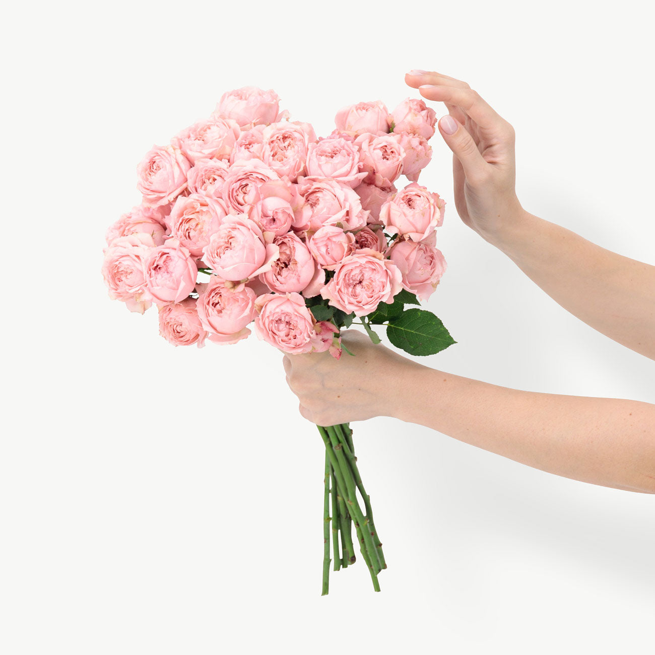 dubairoses