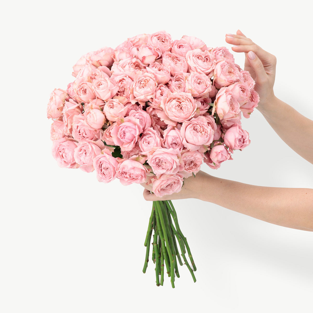 Julietta Pink Garden Roses