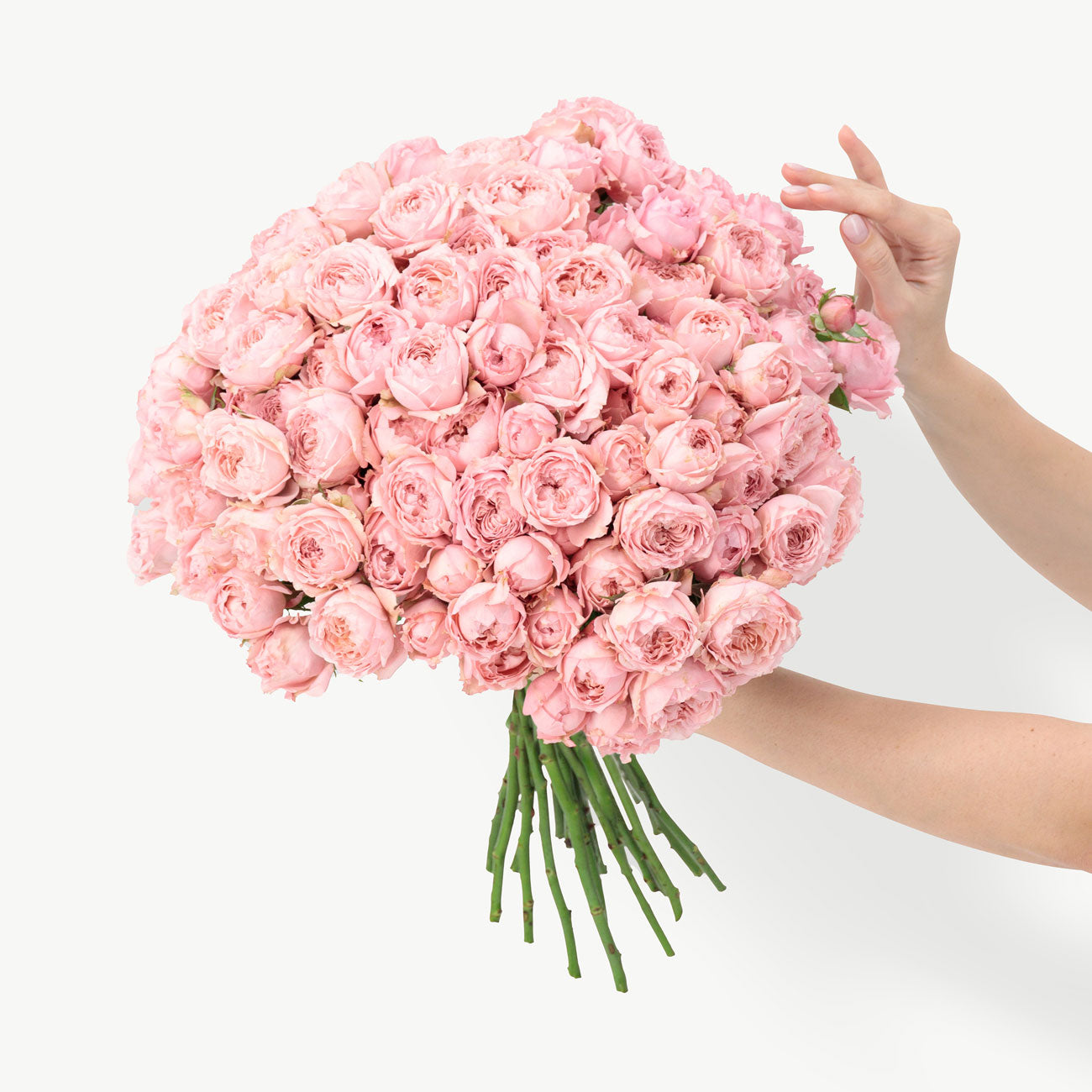 dubairoses