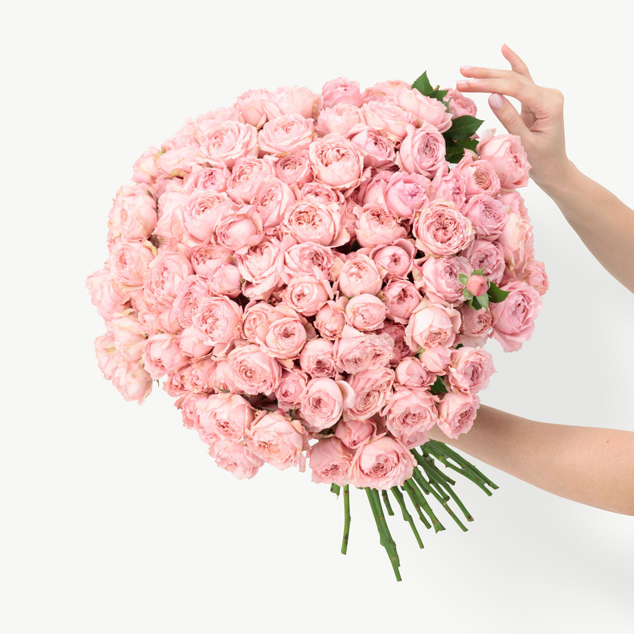 Julietta Pink Garden Roses