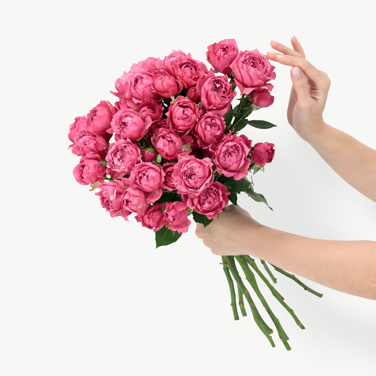 dubairoses