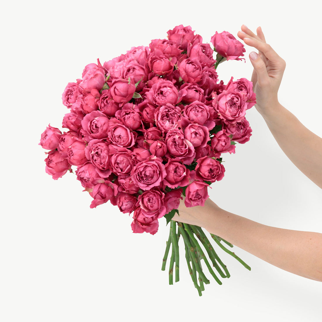 Fuchsia Julietta Cerise Garden Roses