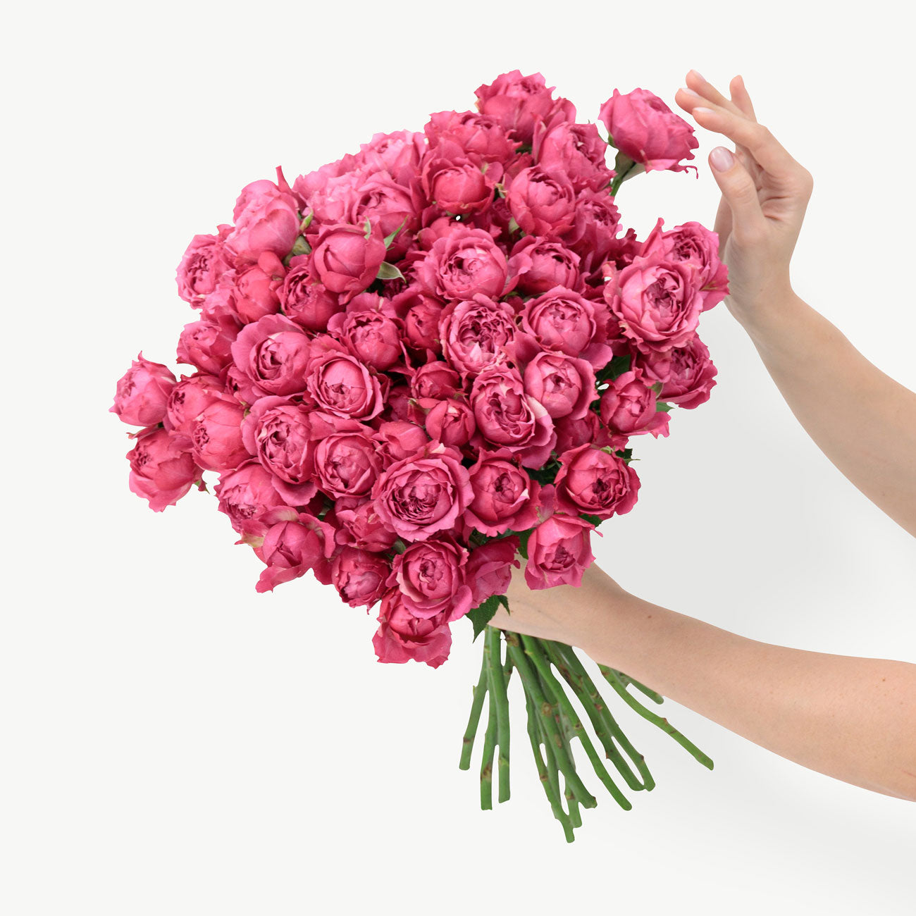 dubairoses
