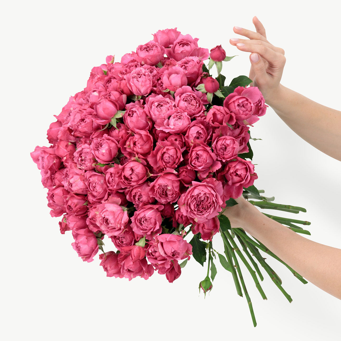 dubairoses