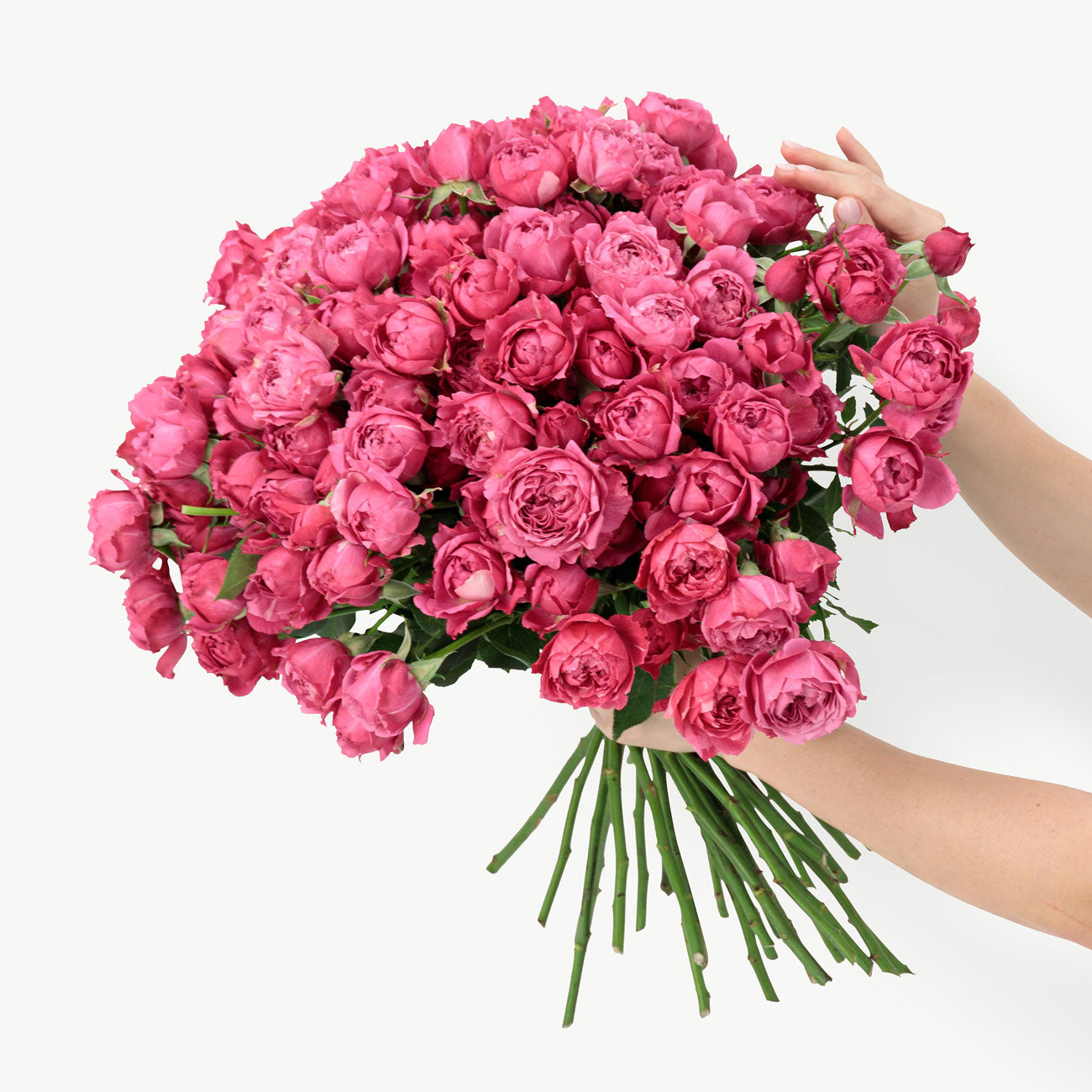 dubairoses