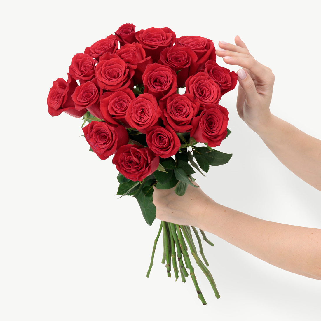 Freedom Red Roses