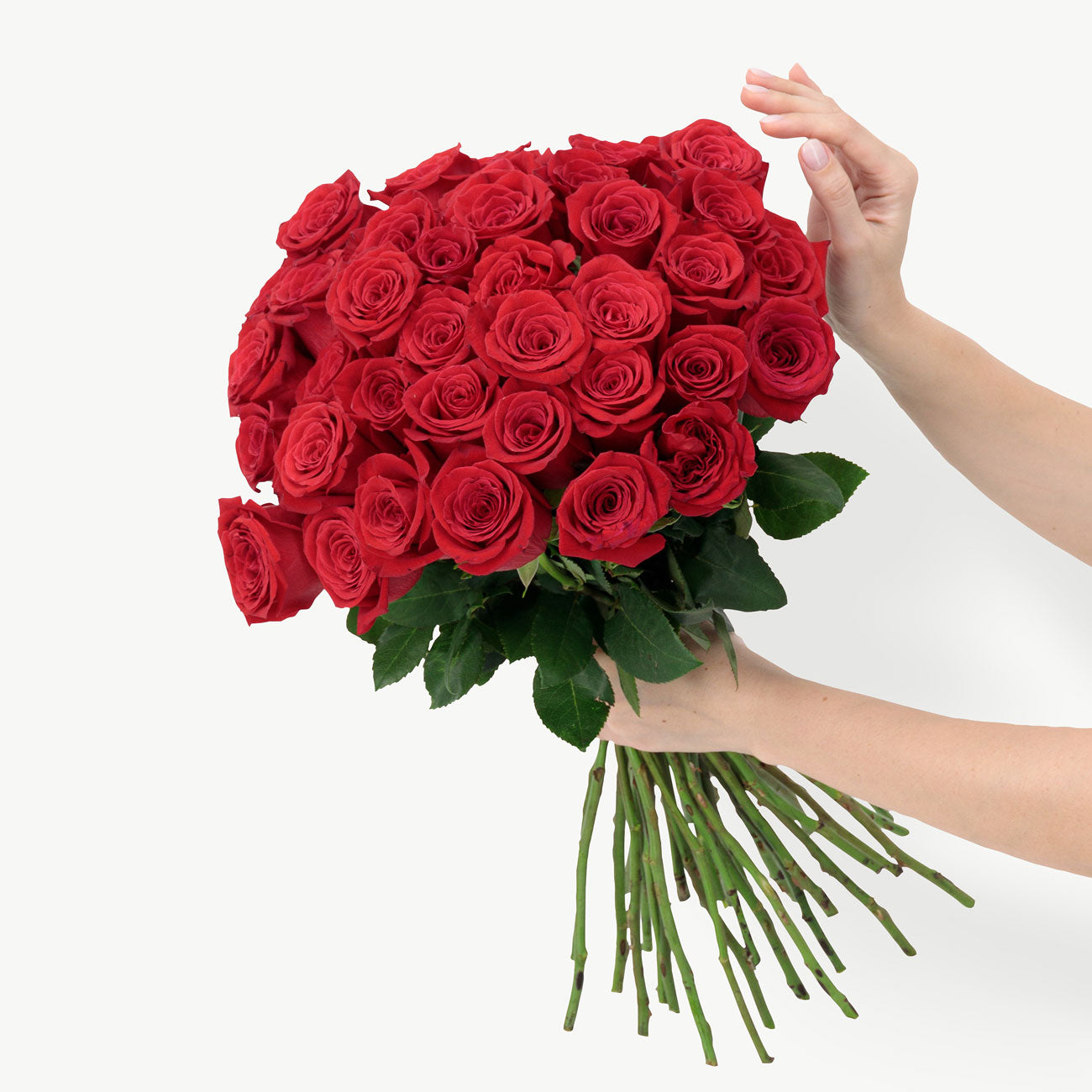 dubairoses