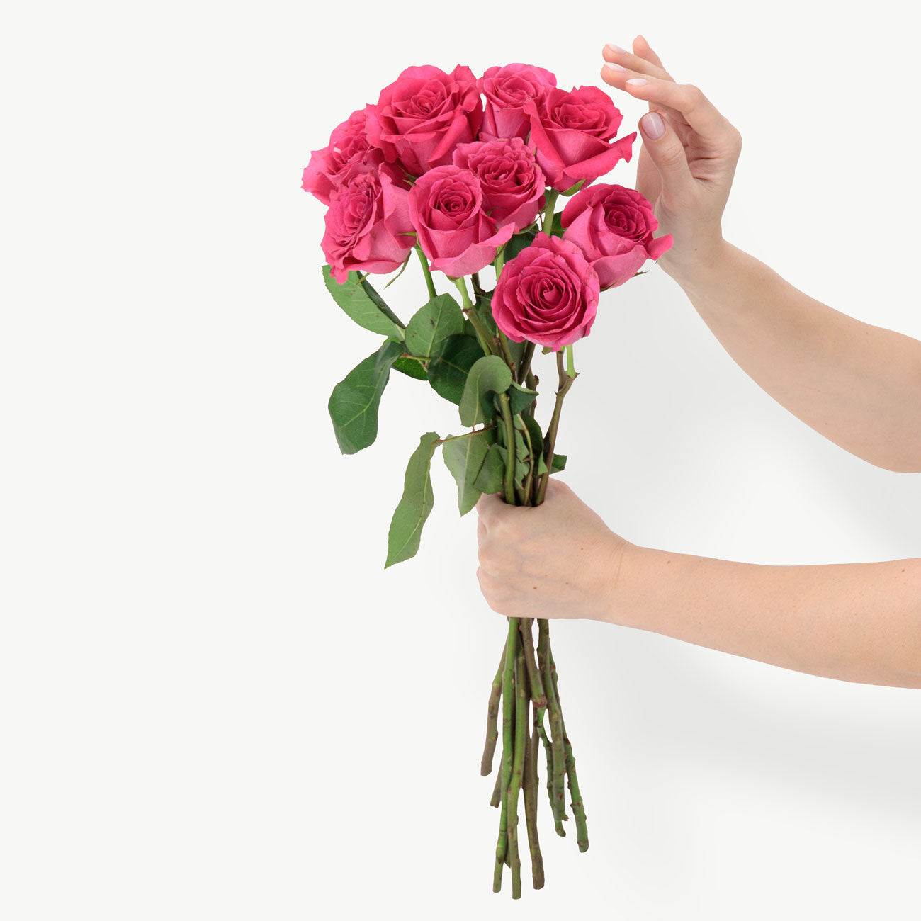 Fuchsia Pink Roses