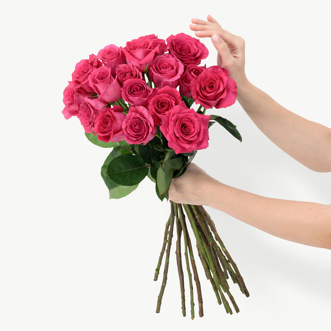 Fuchsia Pink Roses