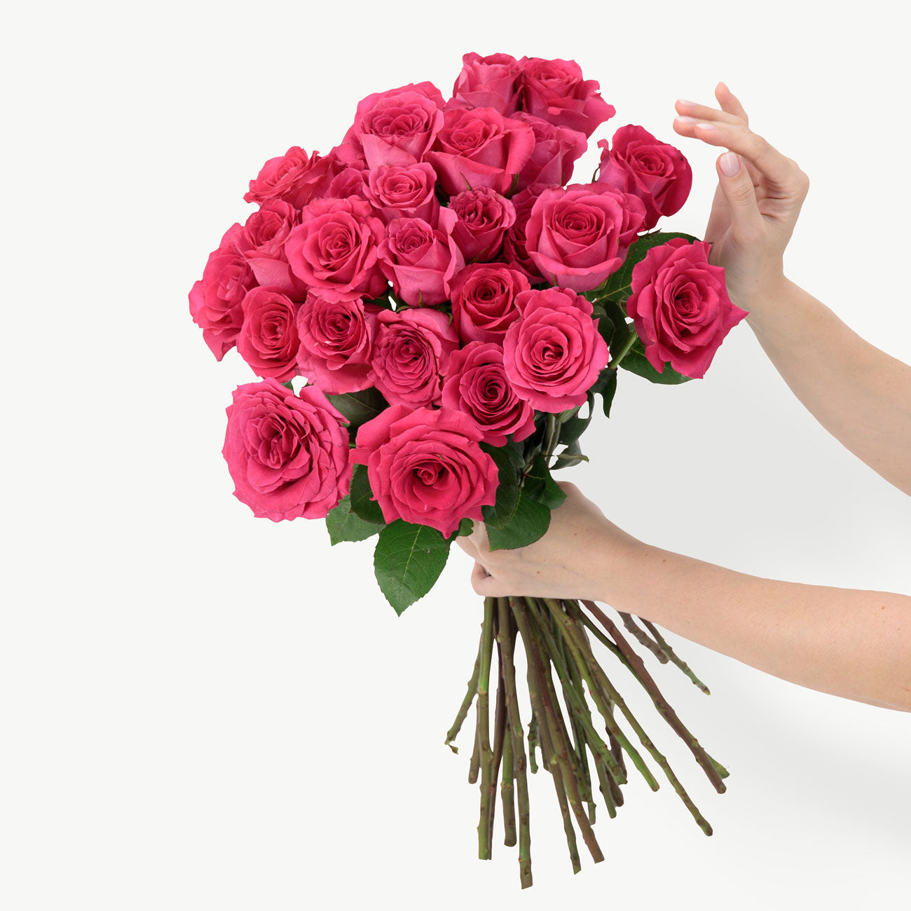 Fuchsia Pink Roses