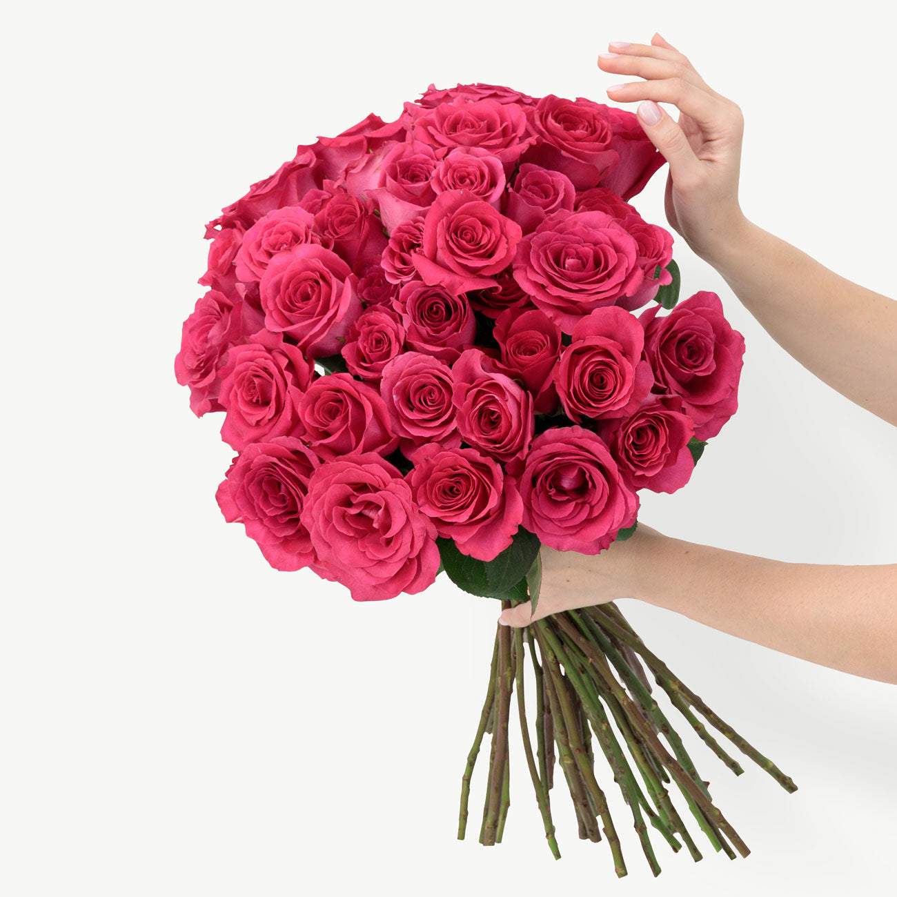 dubairoses