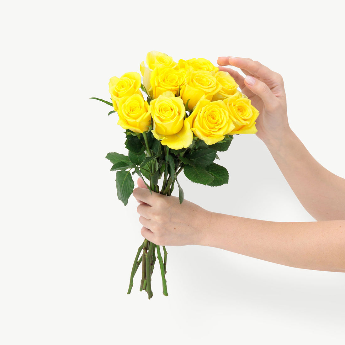 Yellow Moonwalk Roses