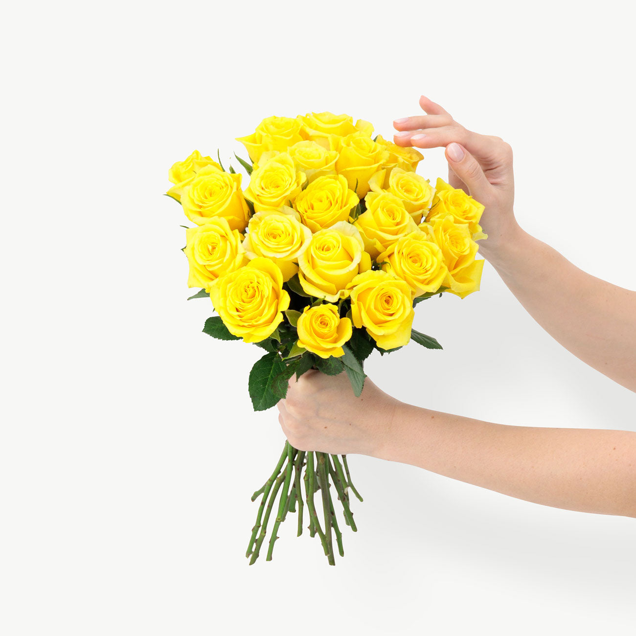 Yellow Moonwalk Roses