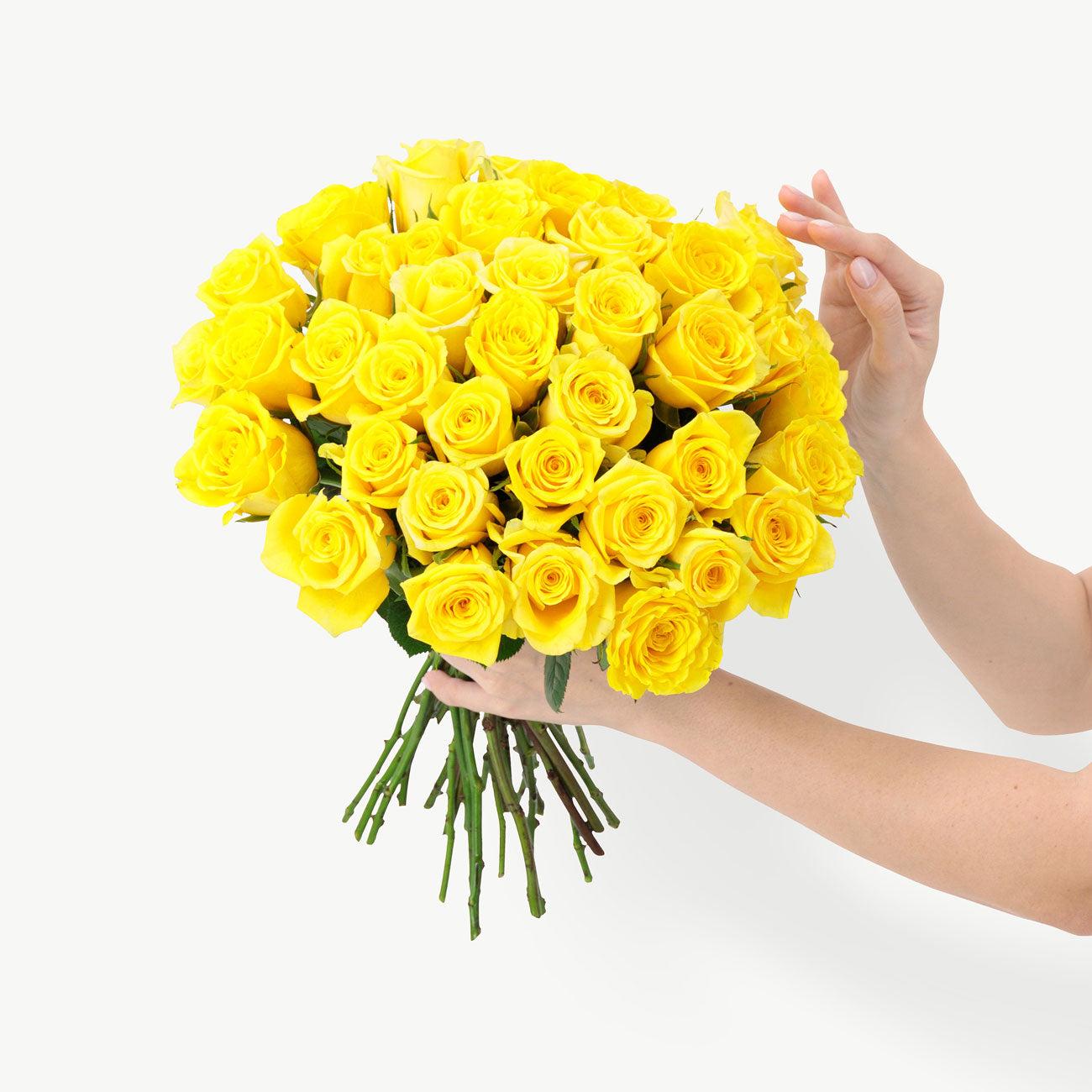 dubairoses