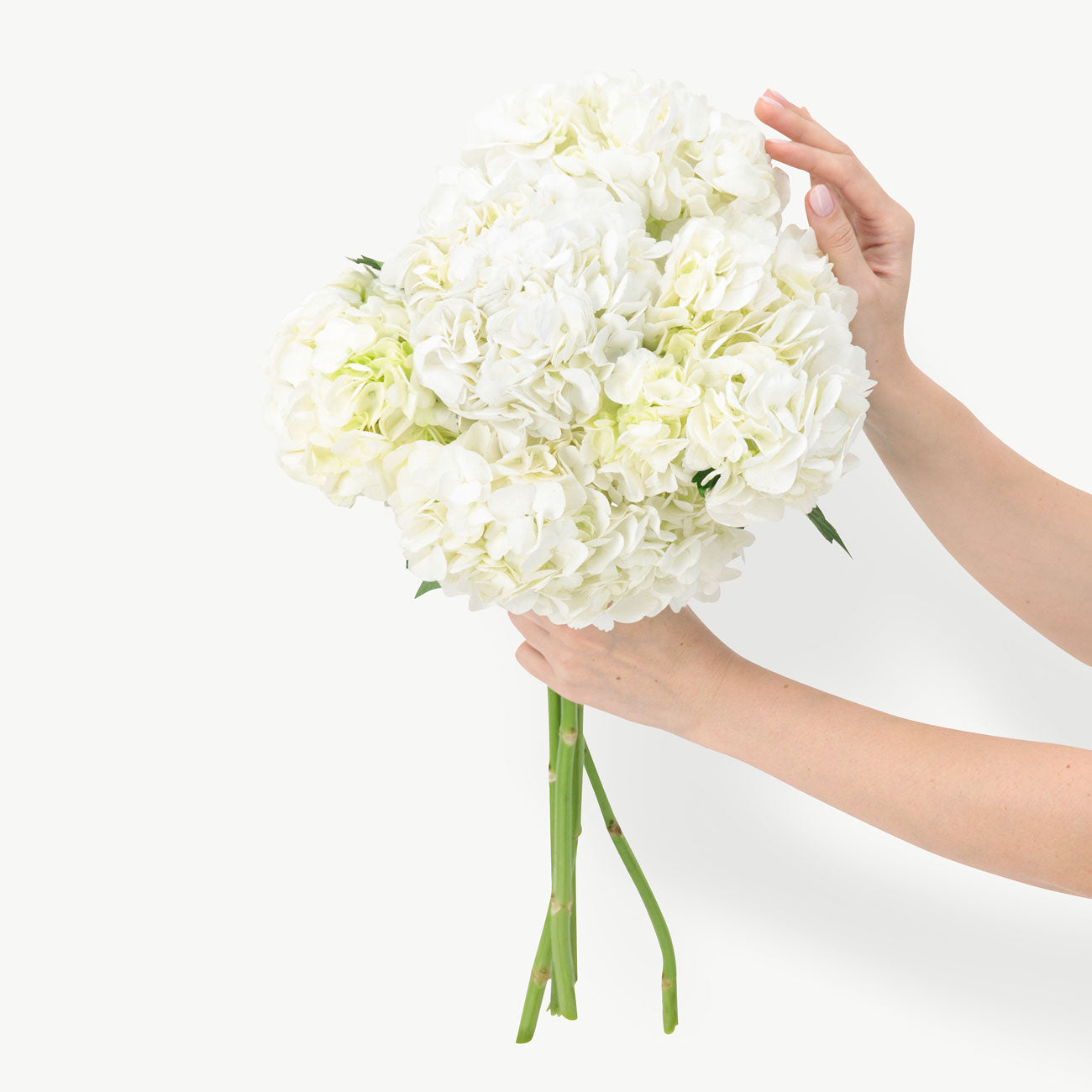 Solar White Hydrangeas