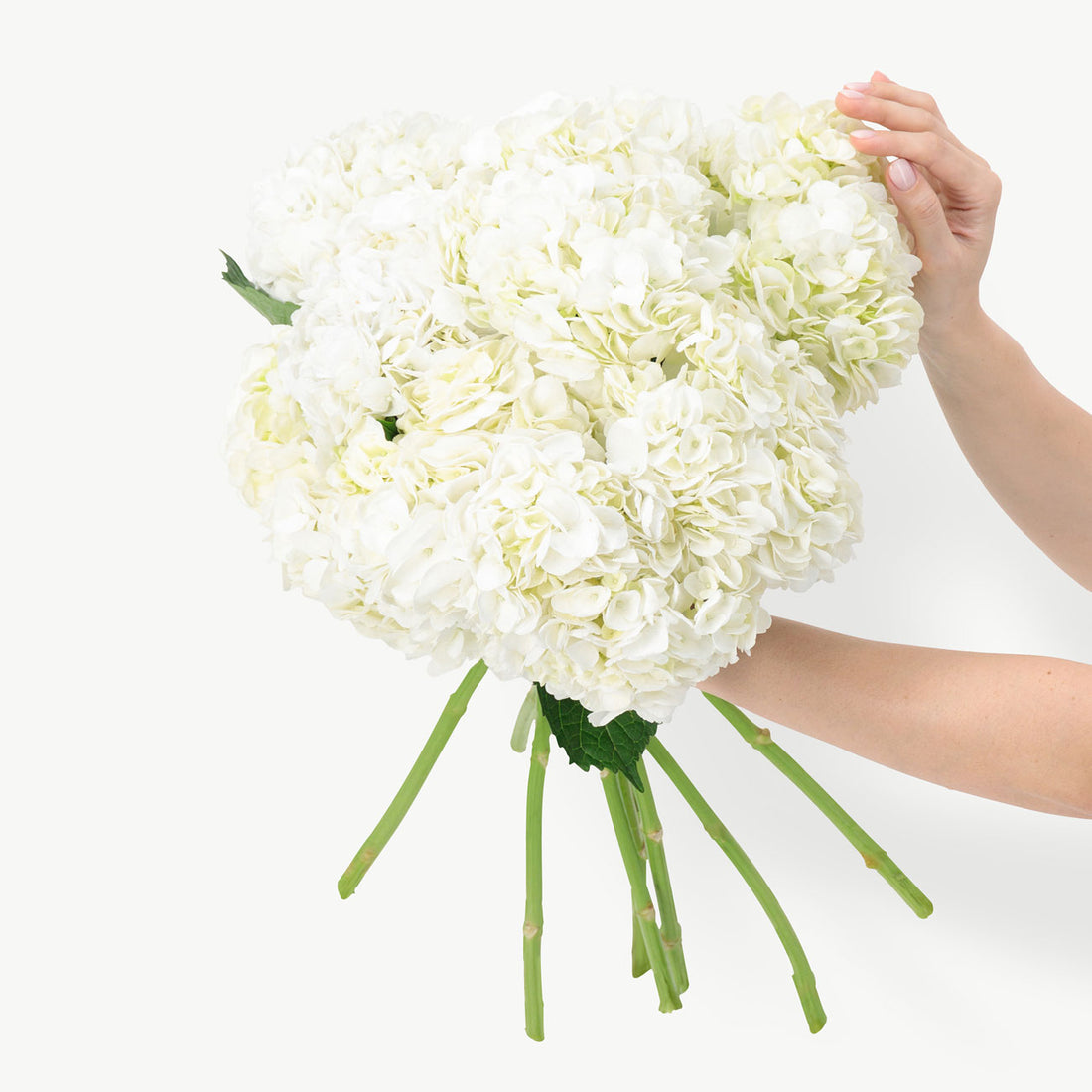 Solar White Hydrangeas