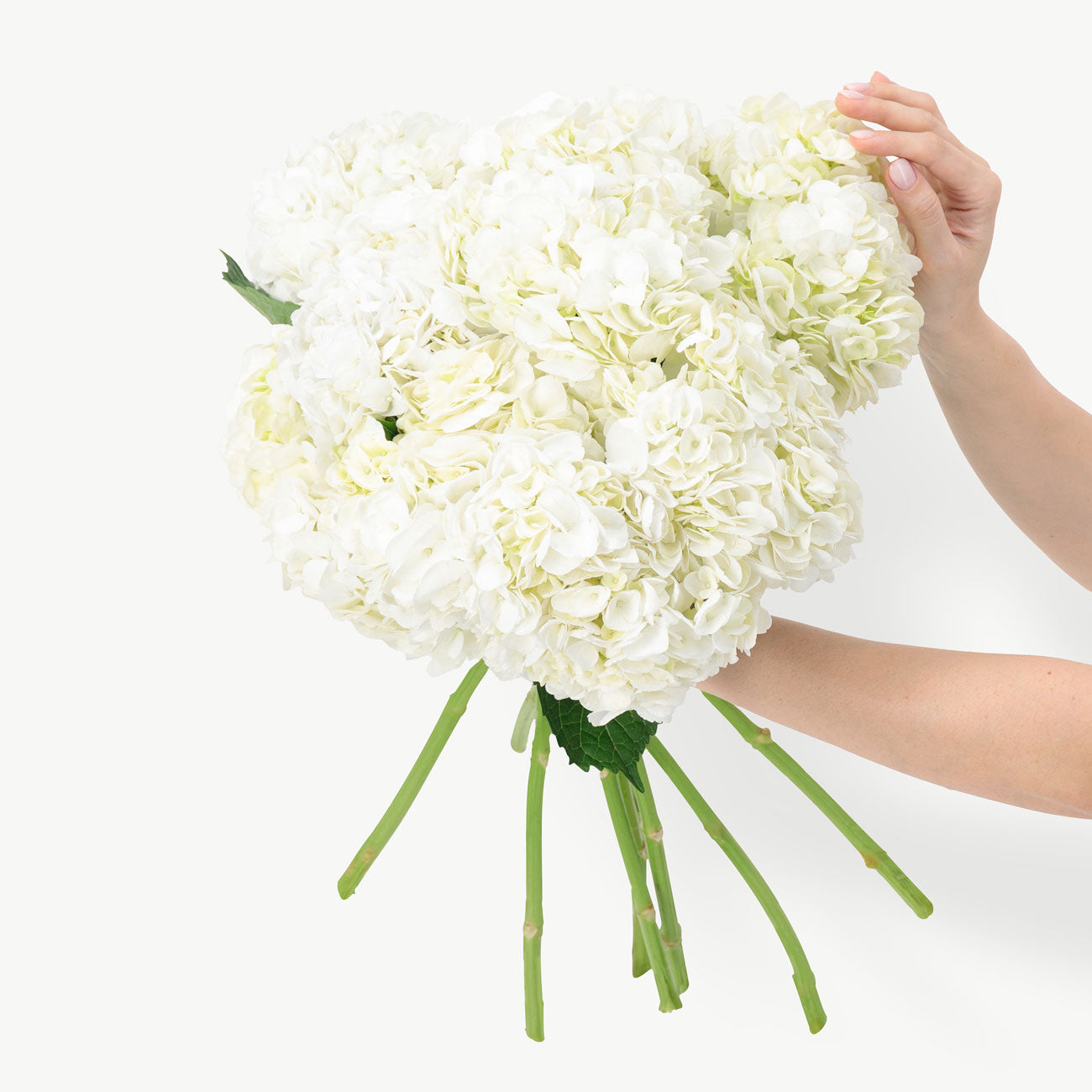 Solar White Hydrangeas