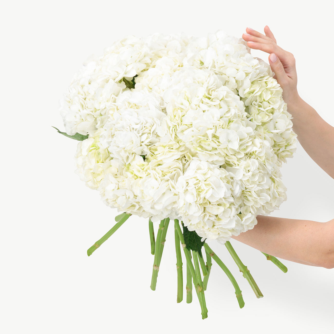 Solar White Hydrangeas