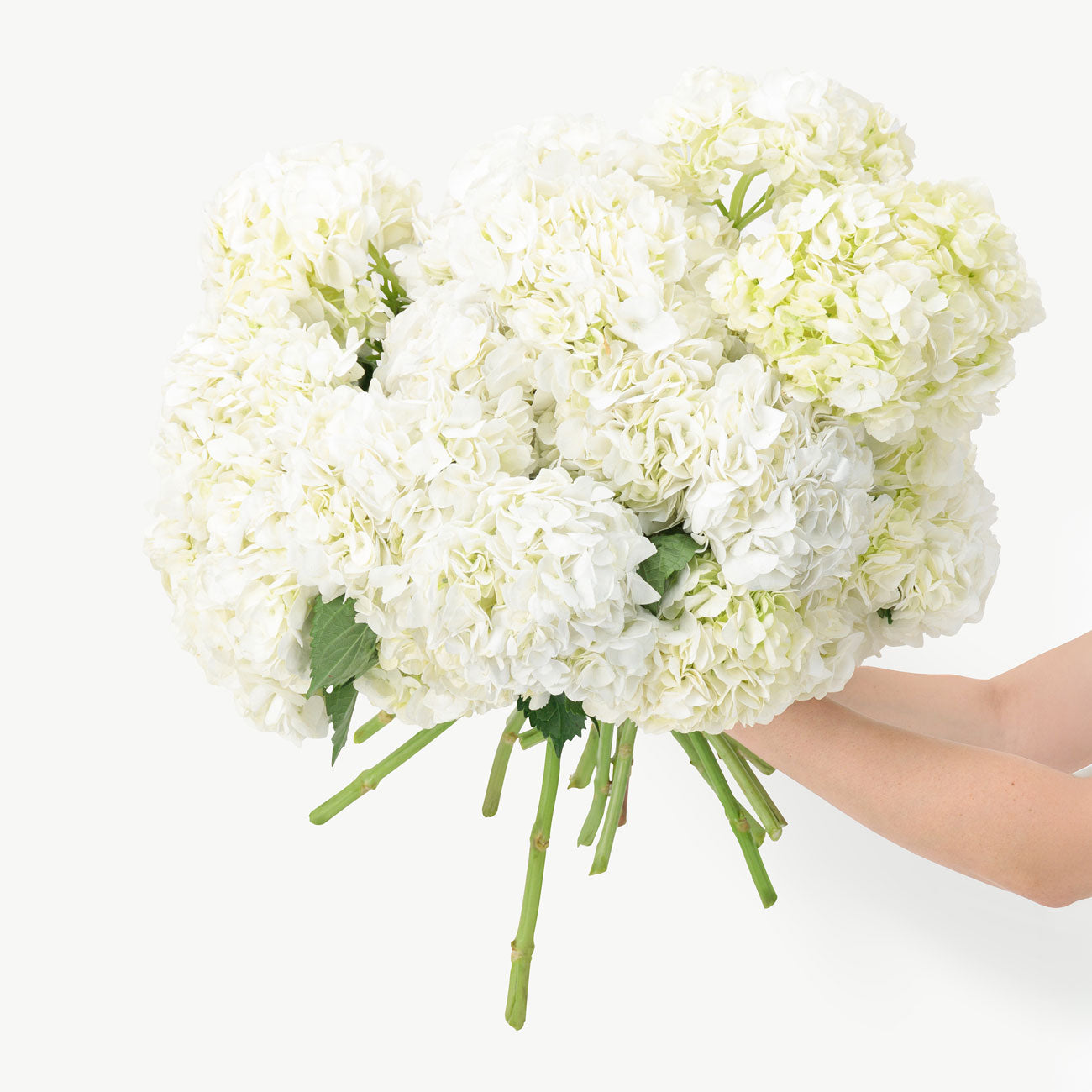 dubairoses