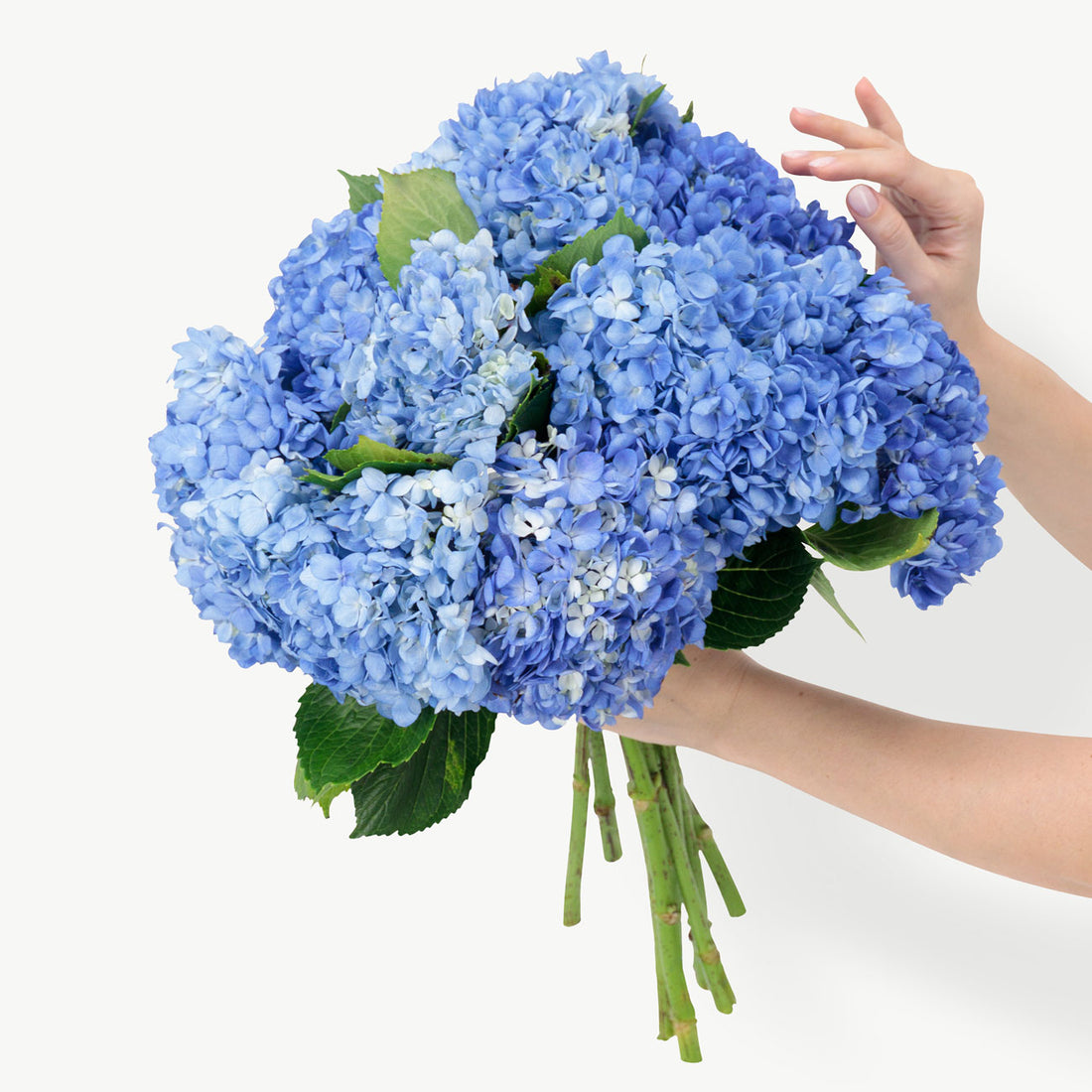 Striking Blue Hydrangeas