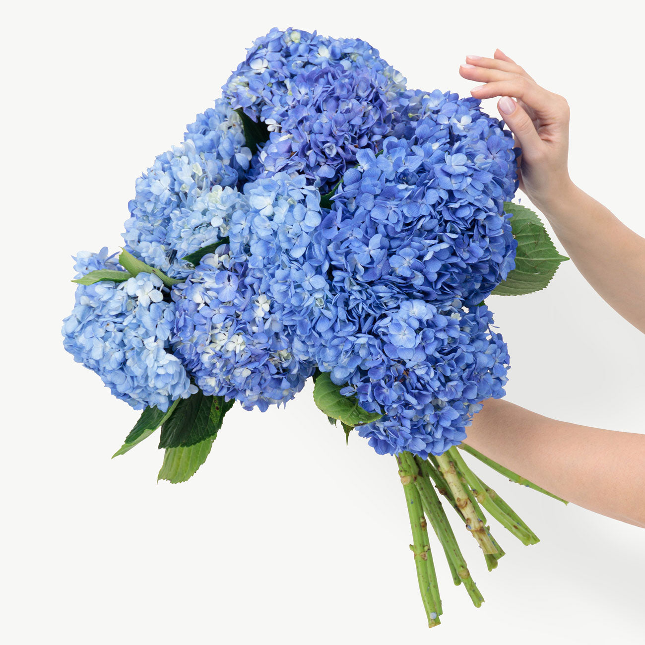 Striking Blue Hydrangeas