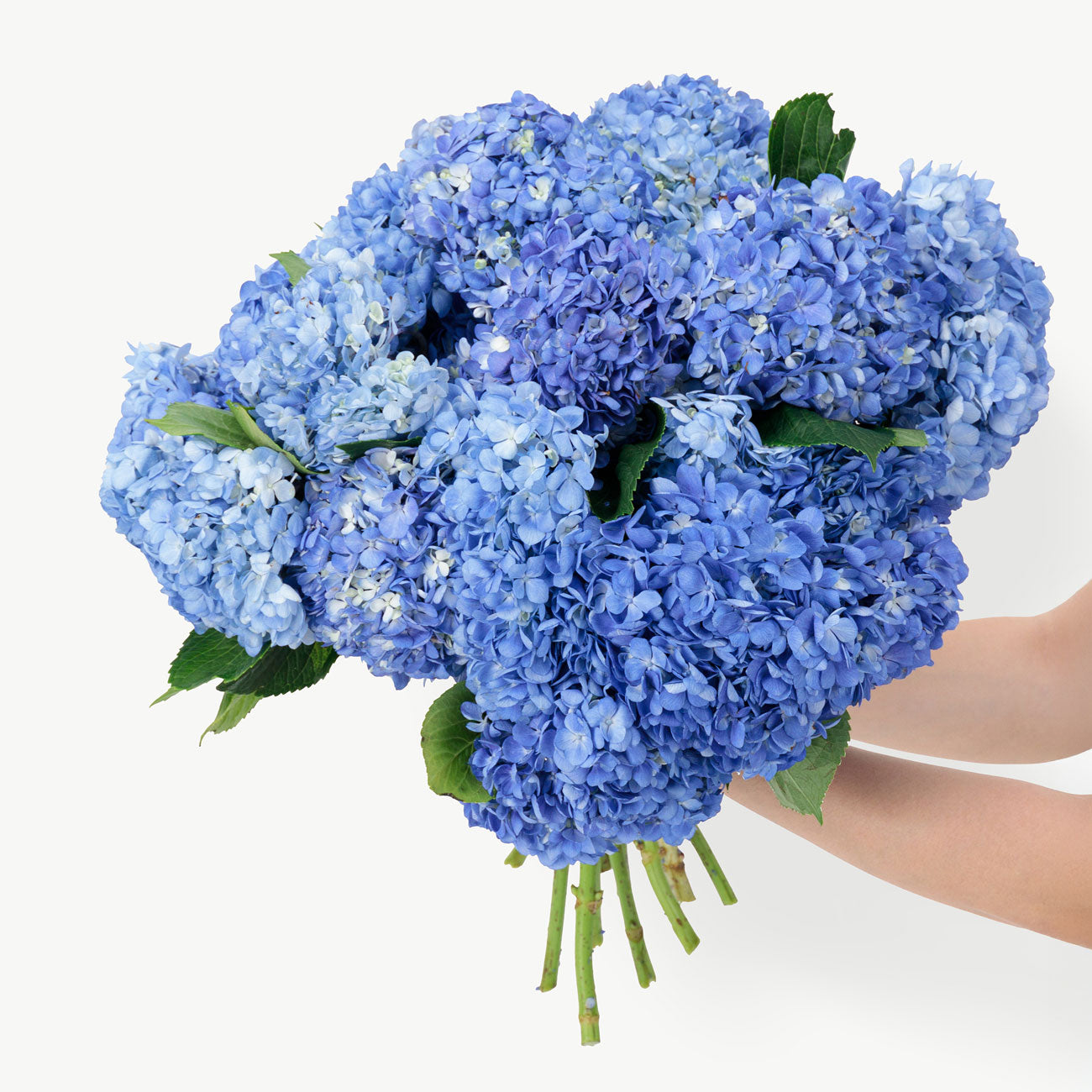 Striking Blue Hydrangeas