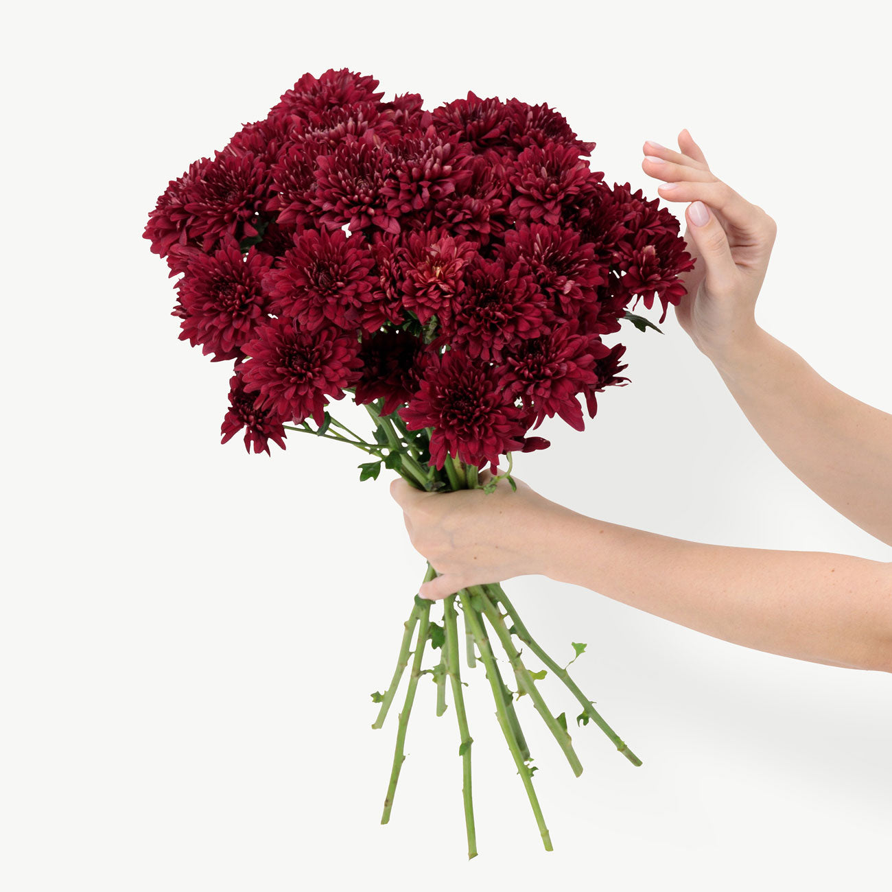 Maroon Chrysanthemum