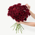Fresh maroon chrysanthemum floral stems