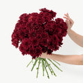 Fresh maroon chrysanthemum floral stems