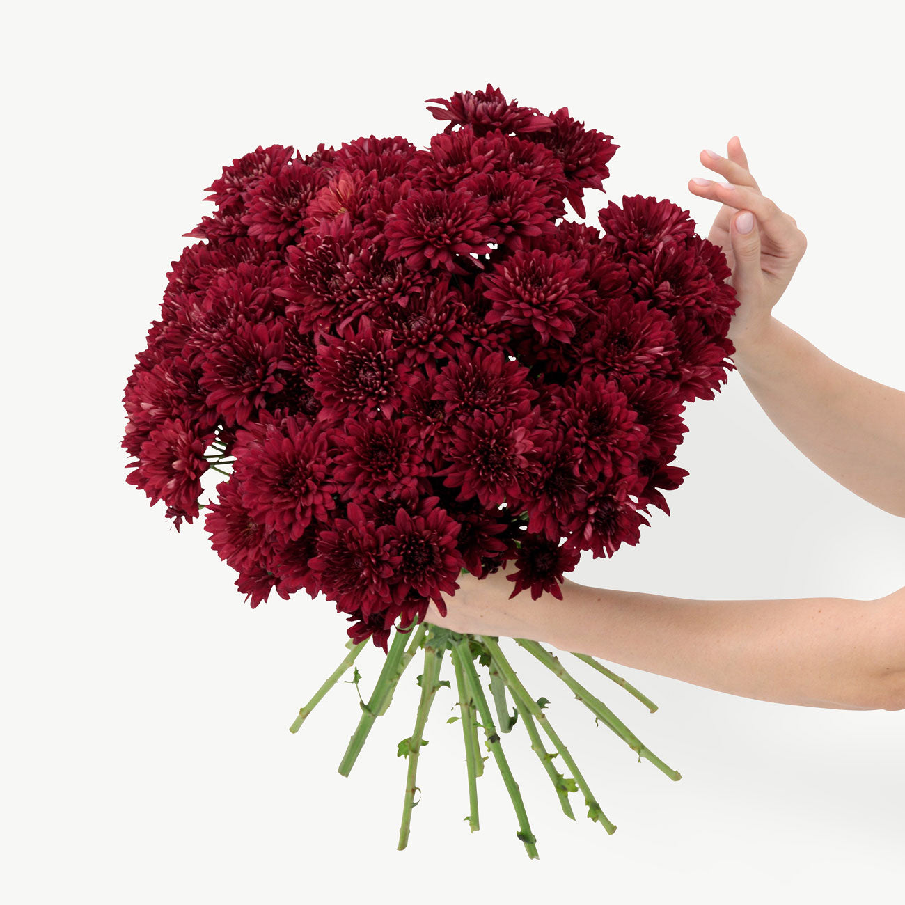 Maroon Chrysanthemum