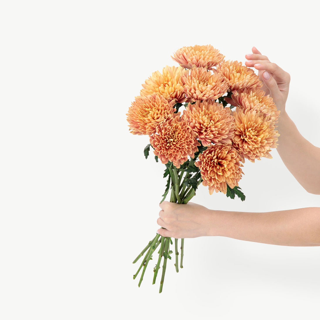 Orange Chrysanthemum