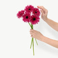 Fresh fuchsia gerbera flowers floral stems