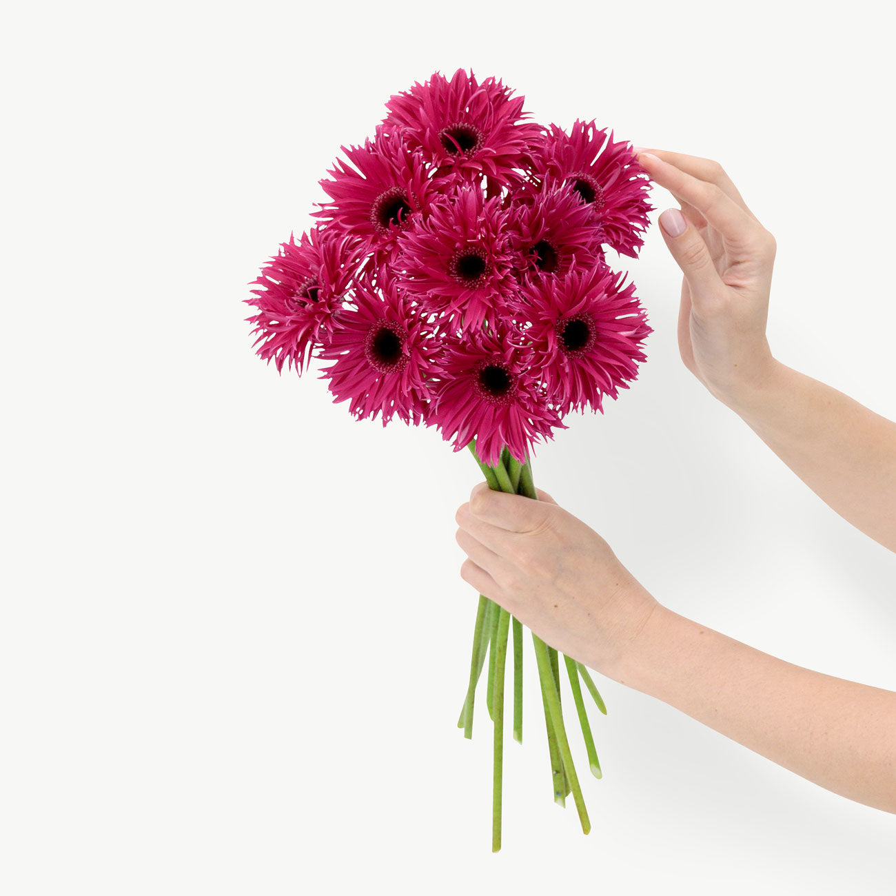 Fuchsia Gerbera Flowers