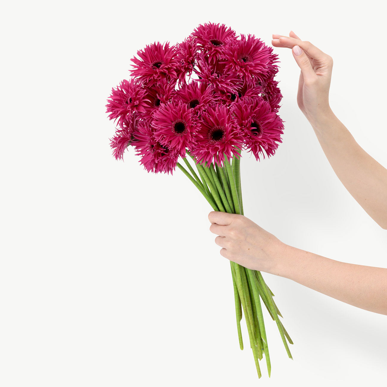 Fuchsia Gerbera Flowers