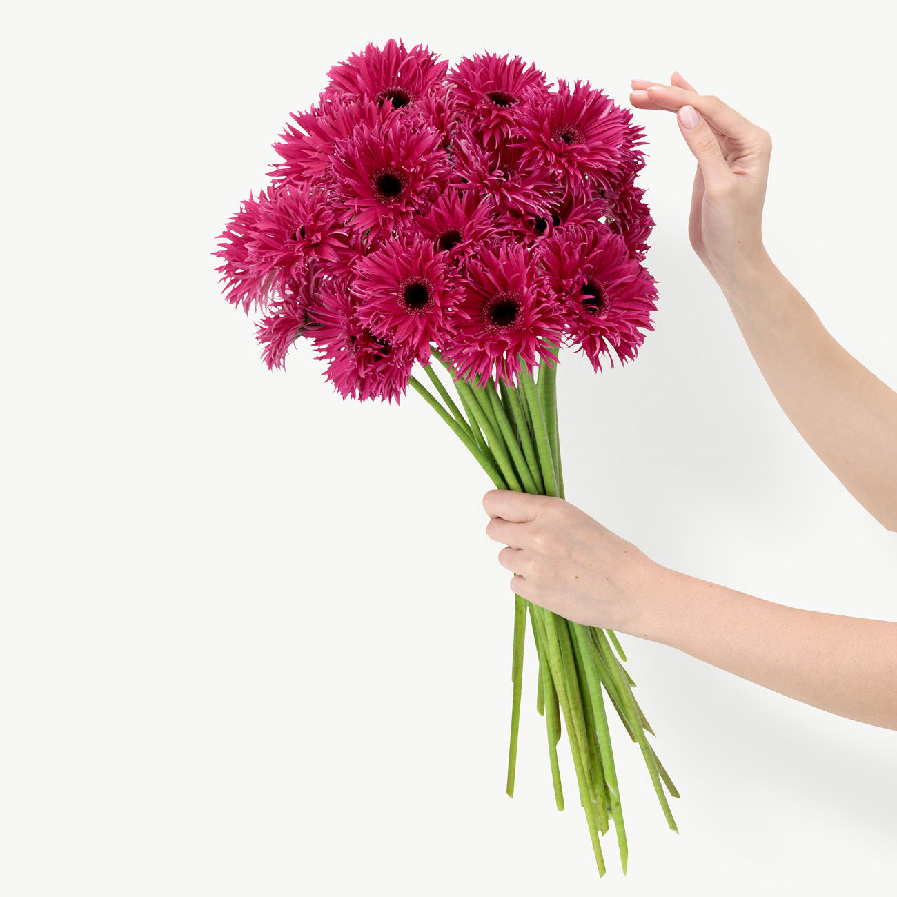 Fuchsia Gerbera Flowers