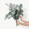 Fresh eucalyptus cinerea floral stems