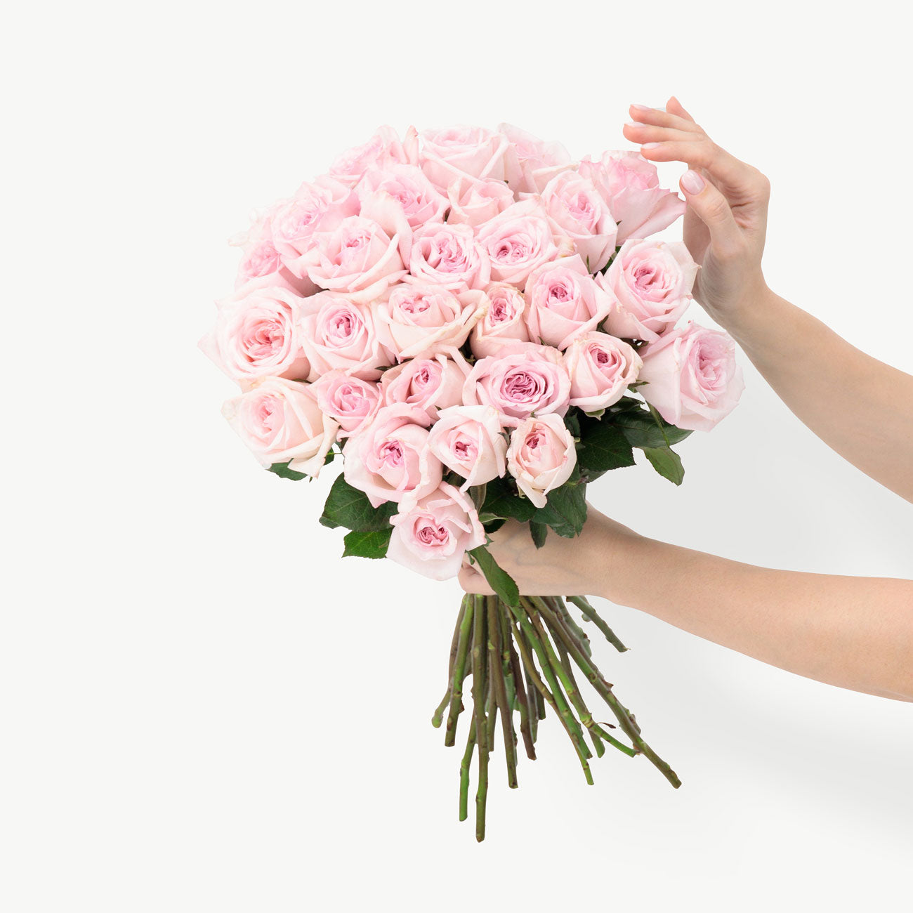 Ohara Pink Roses