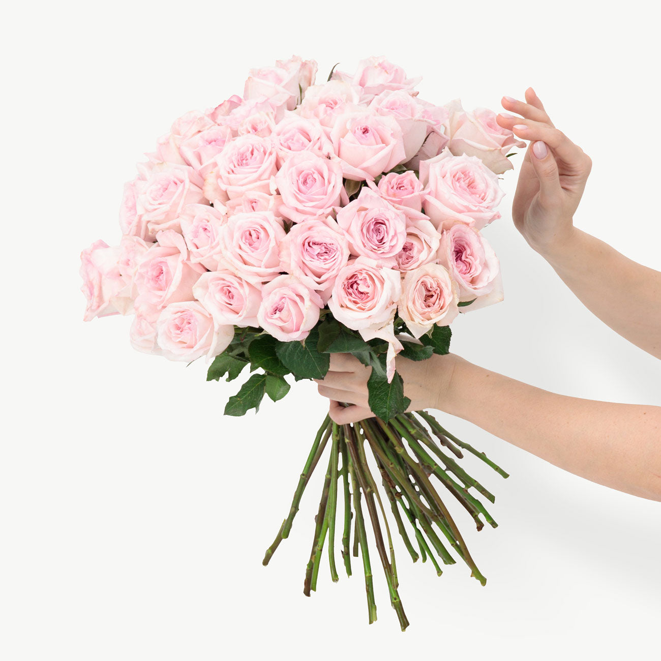 Ohara Pink Roses
