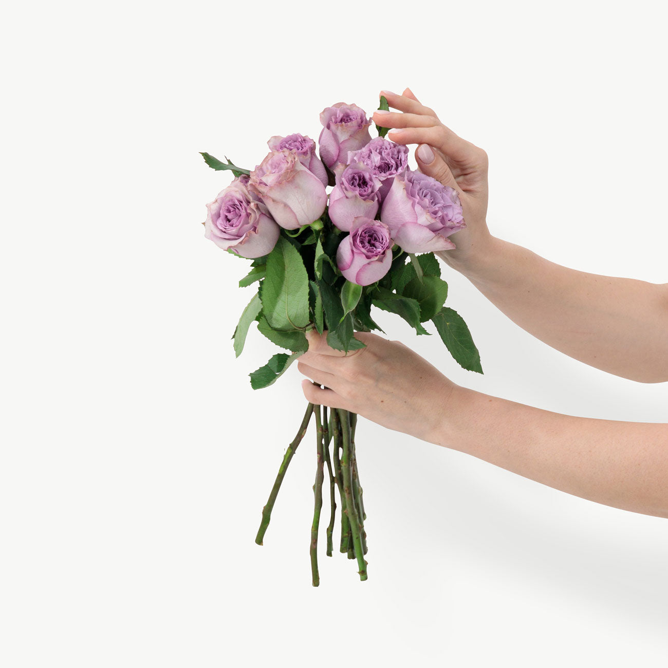 Elderberry Purple Roses
