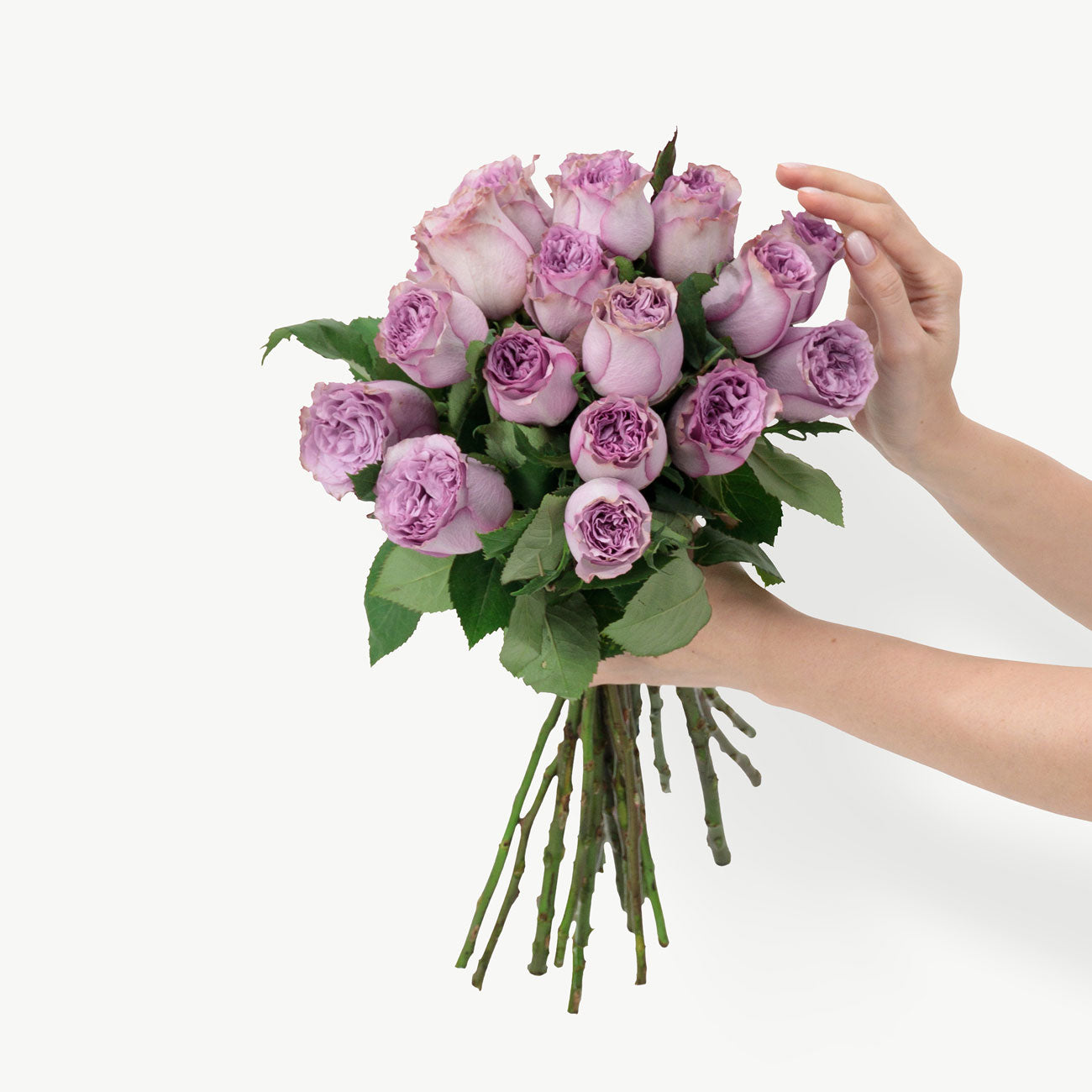 Elderberry Purple Roses